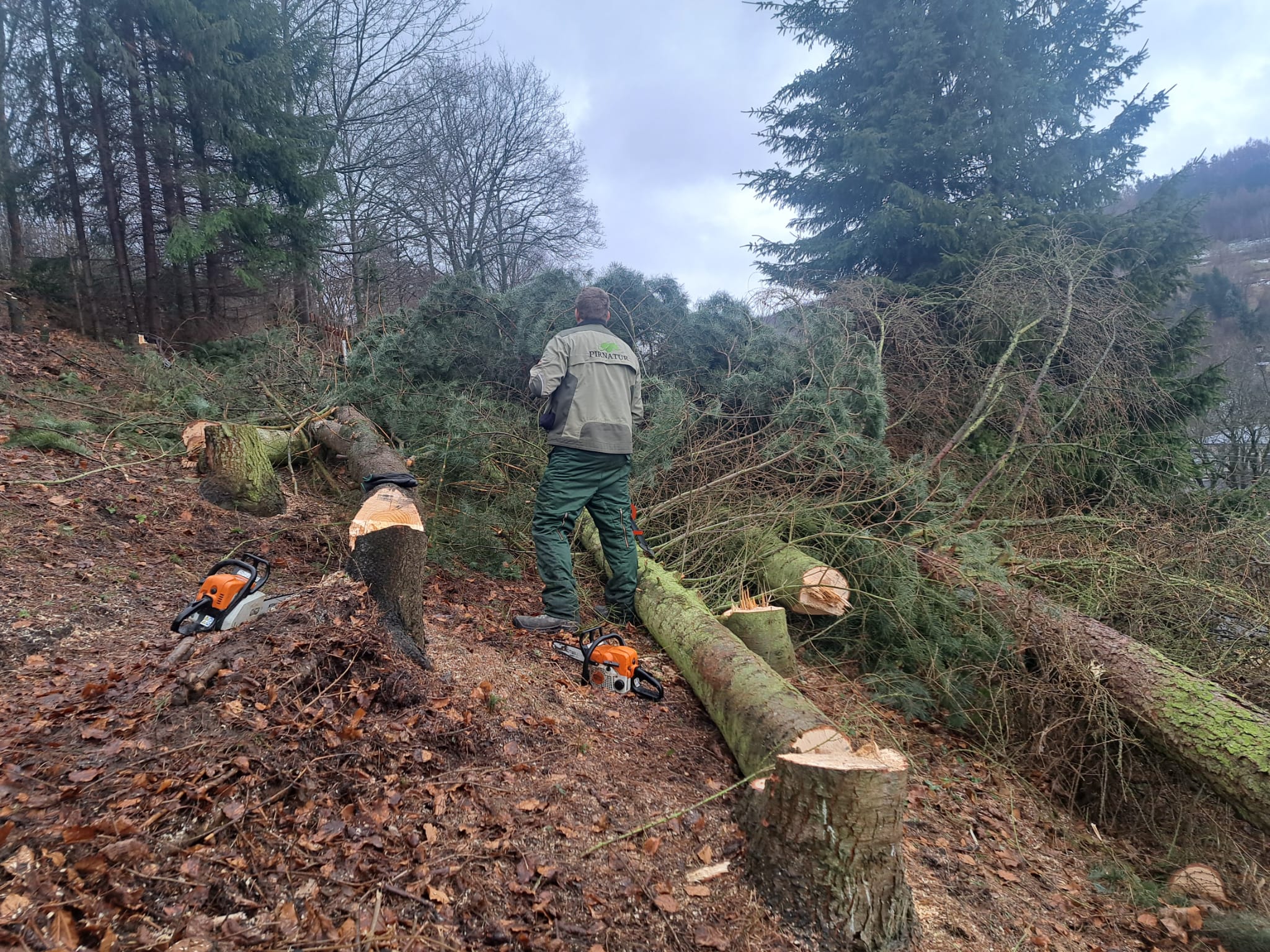 Pirnatur Arbeiter steht vor gefälltem Baum